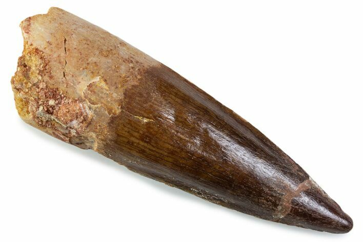 Fossil Spinosaurus Tooth - Real Dinosaur Tooth #374000